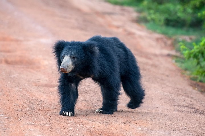 Sloth Bear 